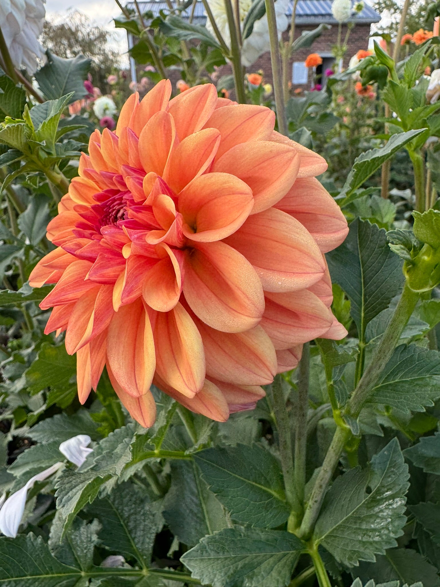 Ferncliff Copper- Single Dahlia Tuber