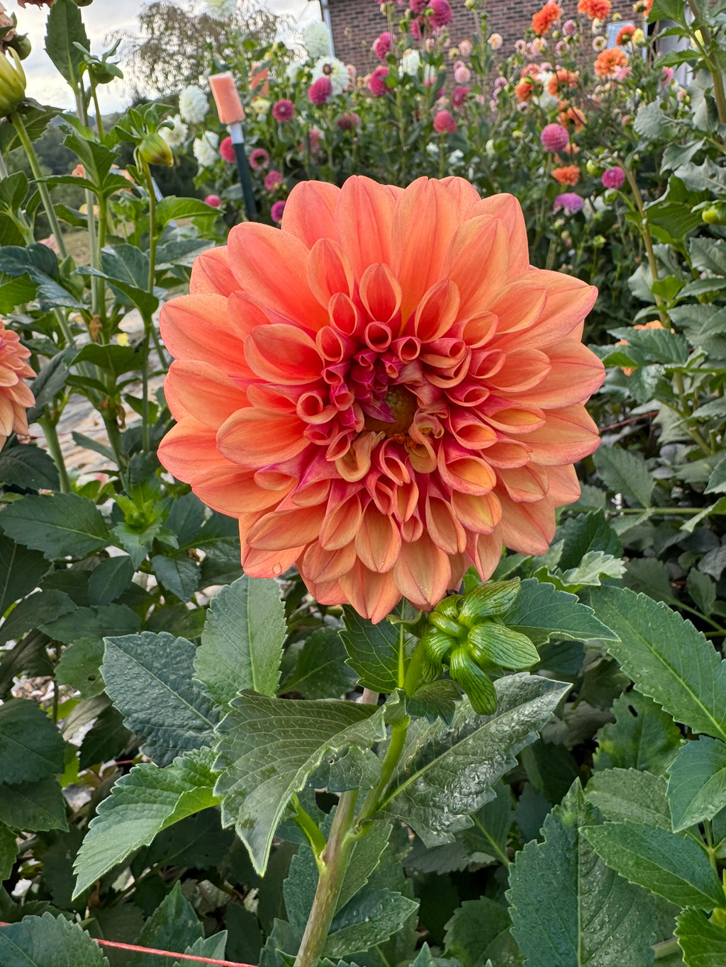 Ferncliff Copper- Single Dahlia Tuber