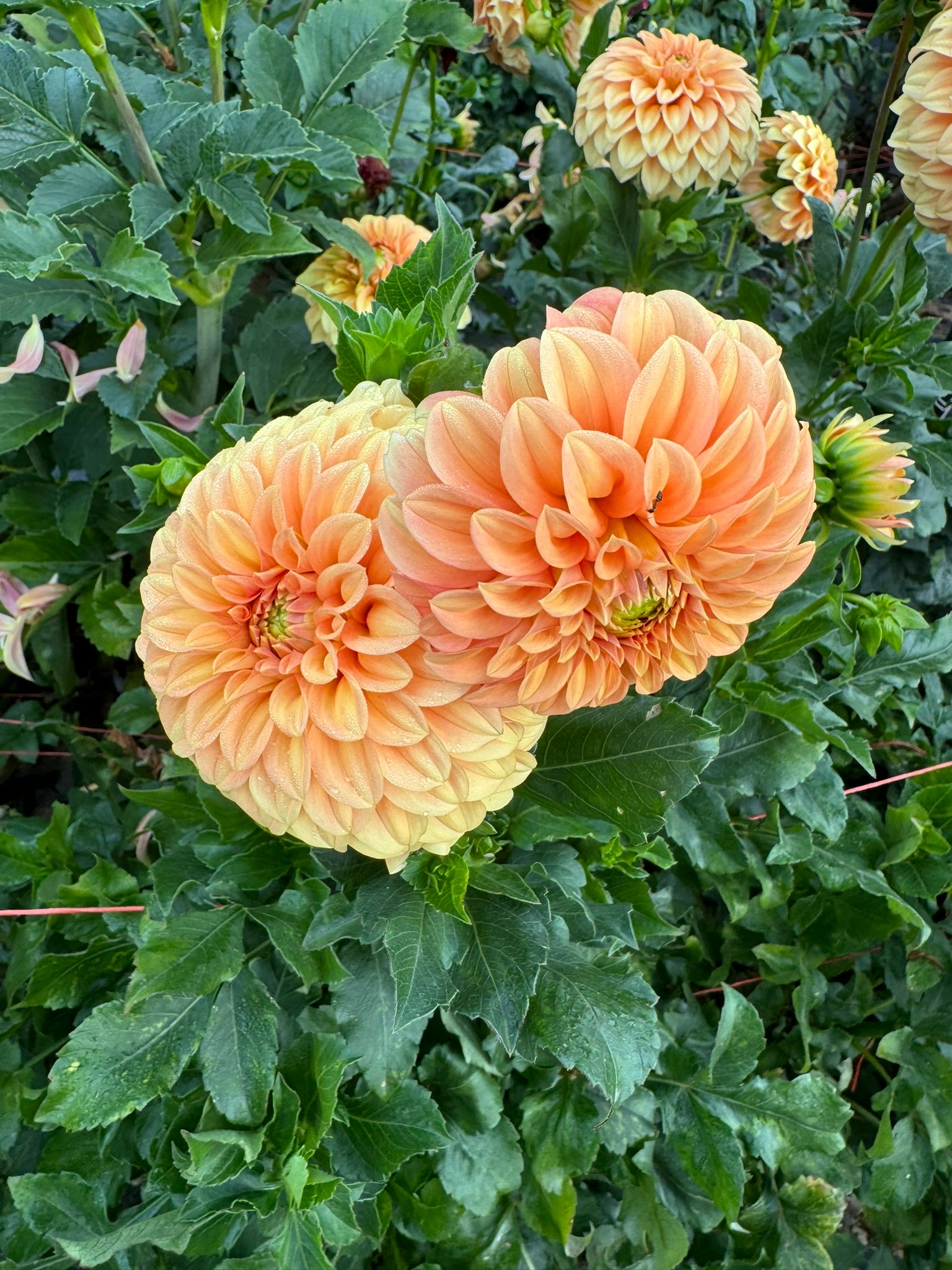 Bracken Palomino- Single Dahlia Tuber