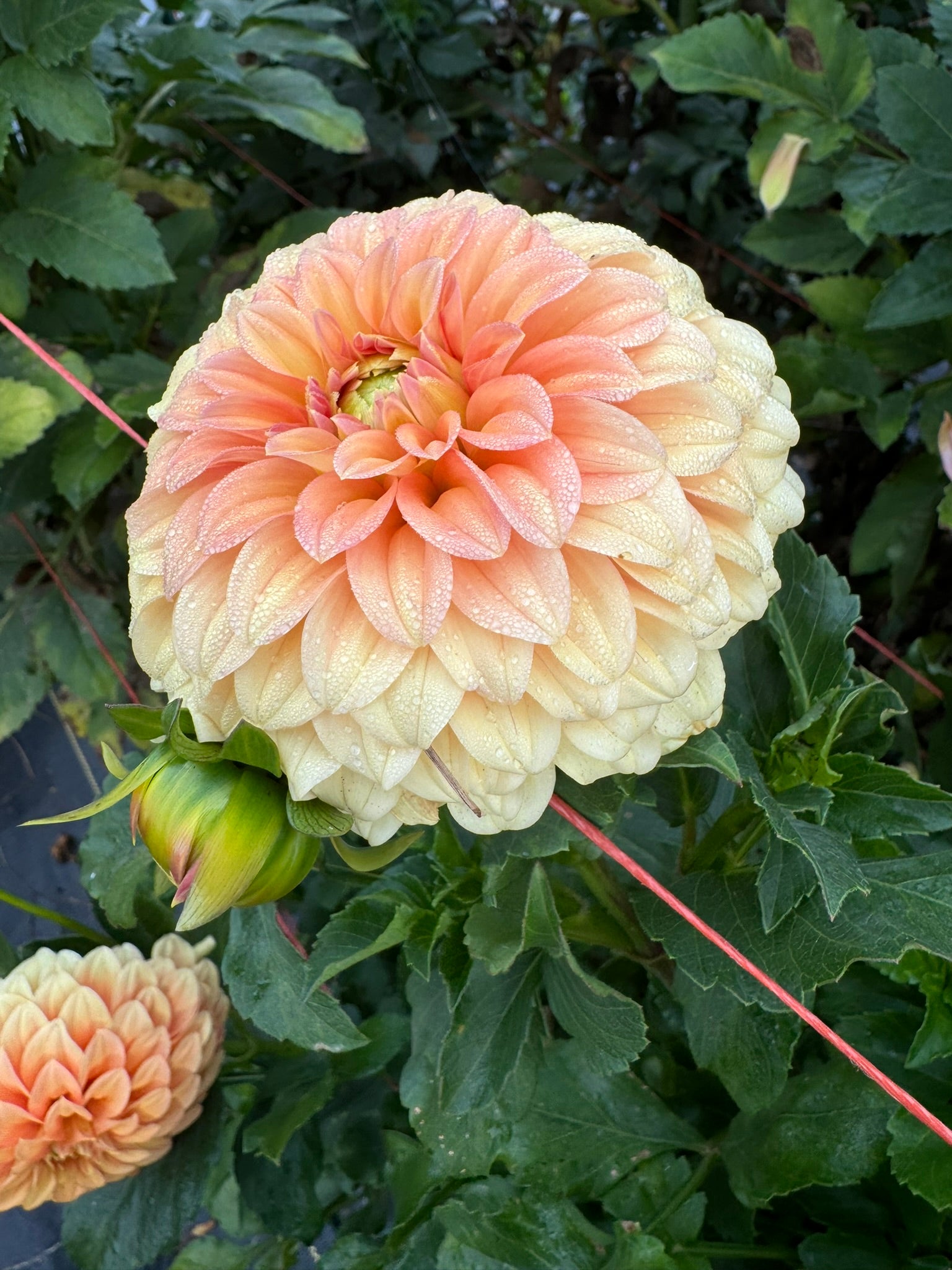 Bracken Palomino- Single Dahlia Tuber