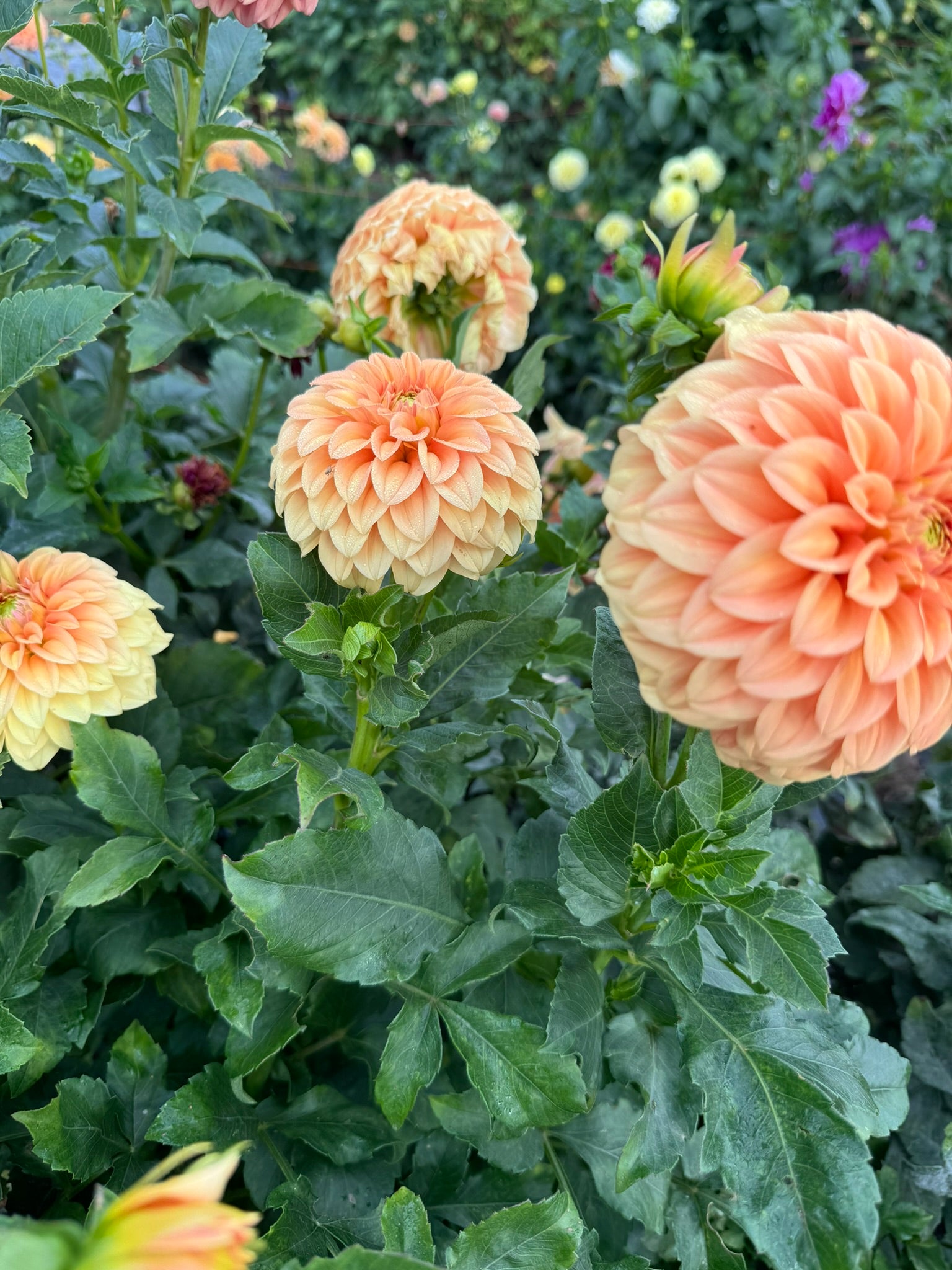Bracken Palomino- Single Dahlia Tuber