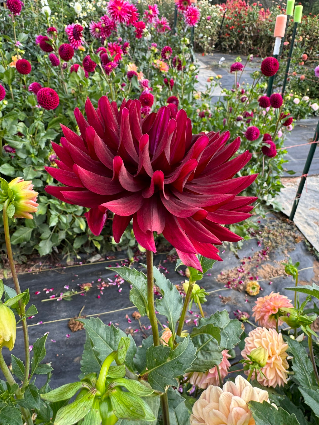 Hollyhill Black Beauty- Single Dahlia Tuber