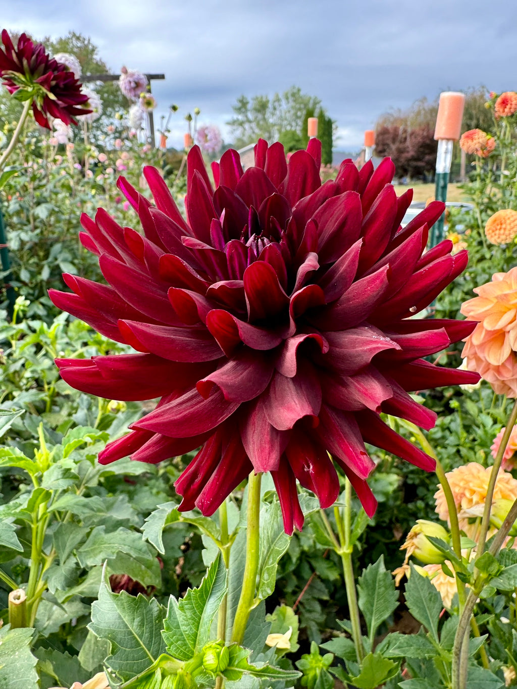 Hollyhill Black Beauty- Single Dahlia Tuber