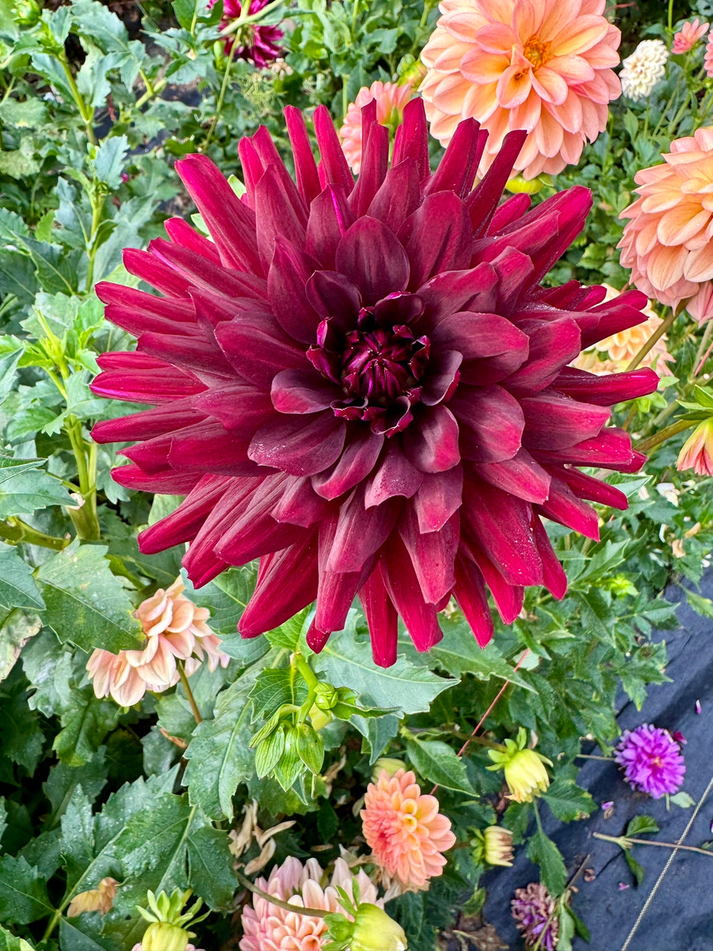 Hollyhill Black Beauty- Single Dahlia Tuber