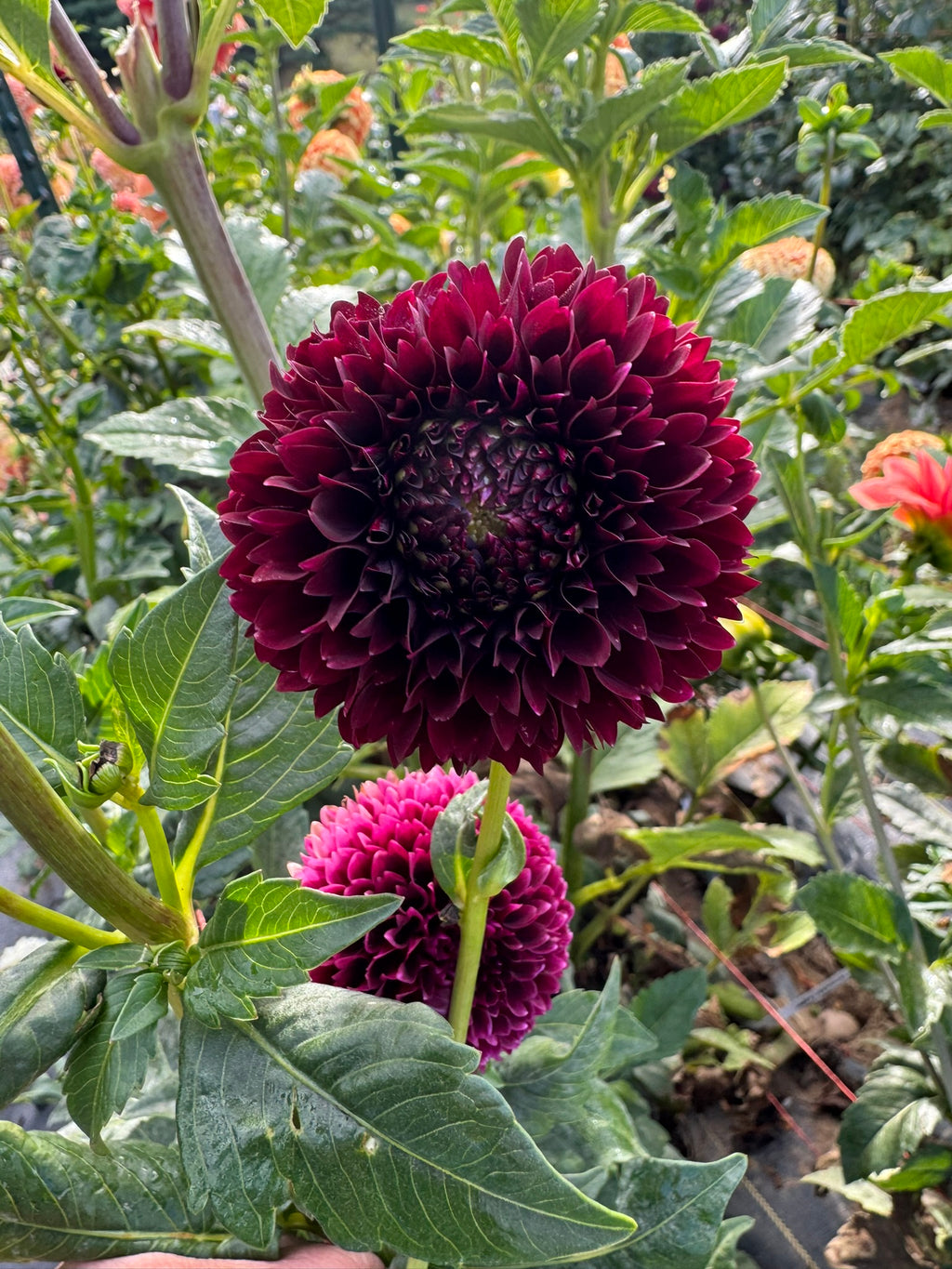 Jowey Mirella- Single Dahlia Tuber