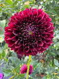 Jowey Mirella- Single Dahlia Tuber