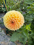 Crichton Honey- Single Dahlia Tuber