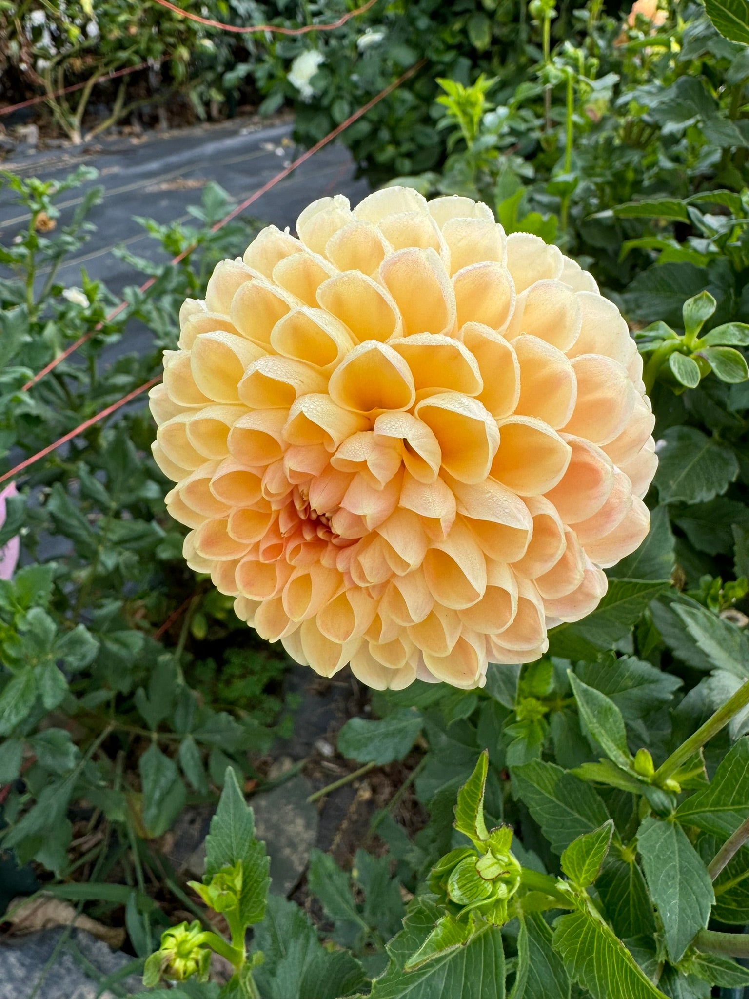 Crichton Honey- Single Dahlia Tuber