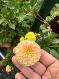 Newaukum Frank- Single Dahlia Tuber