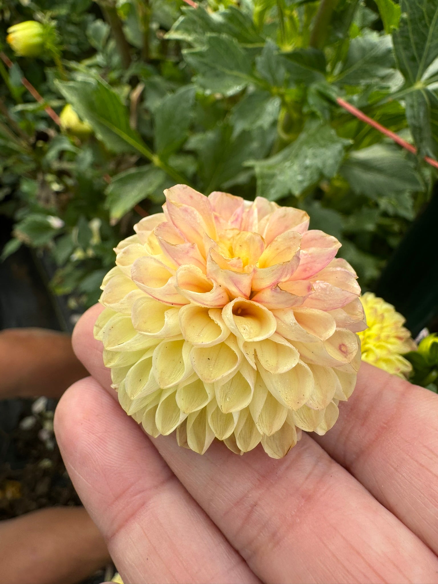 Newaukum Frank- Single Dahlia Tuber