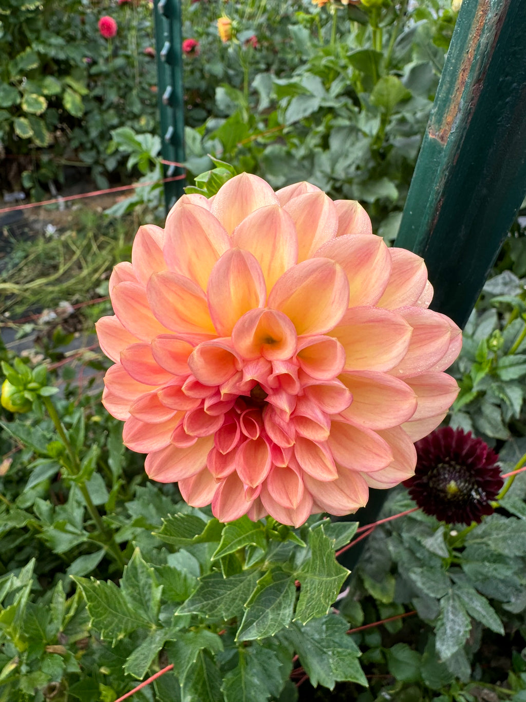 Lark's Ebbe- Single Dahlia Tuber