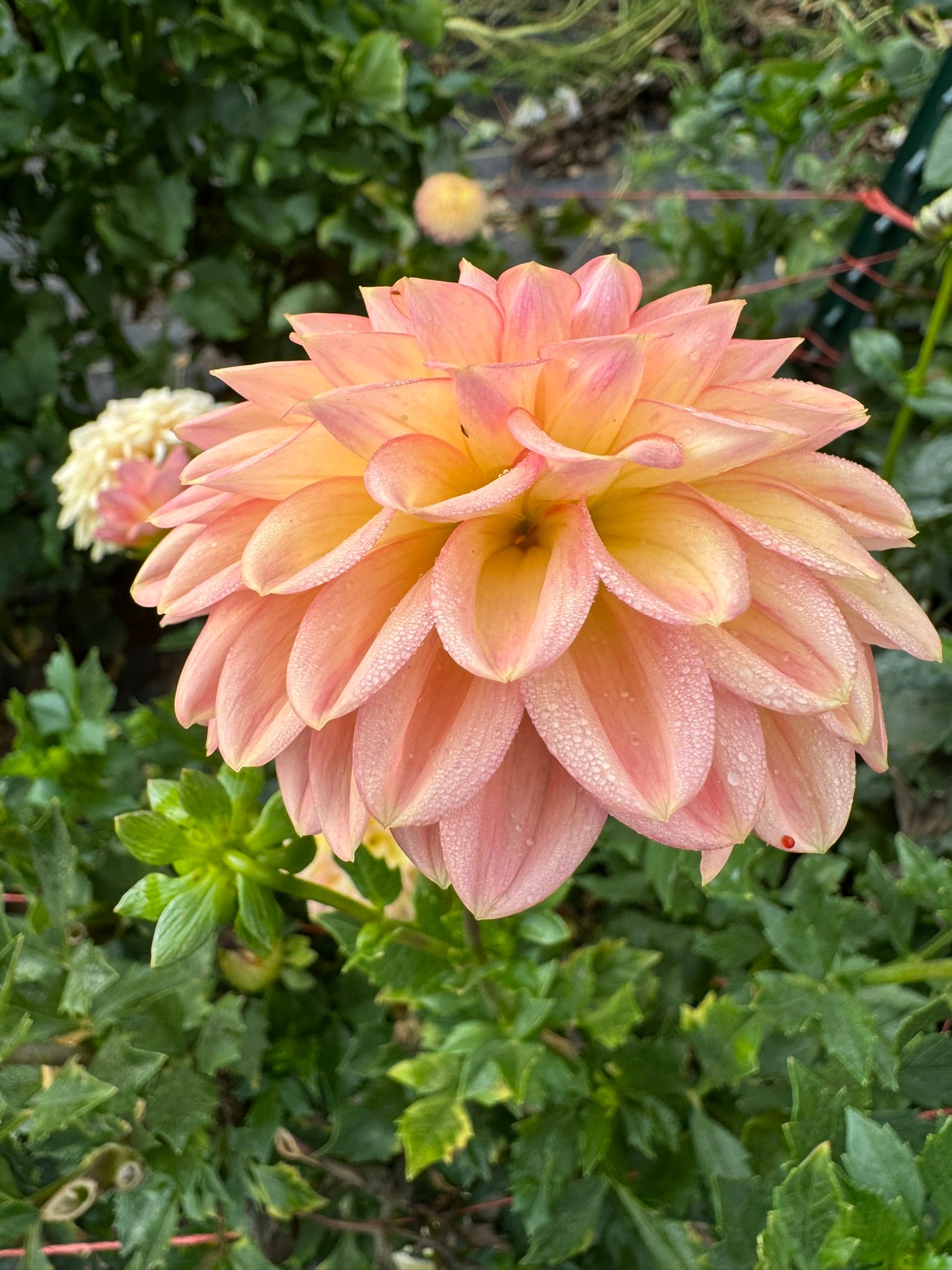 Lark's Ebbe- Single Dahlia Tuber