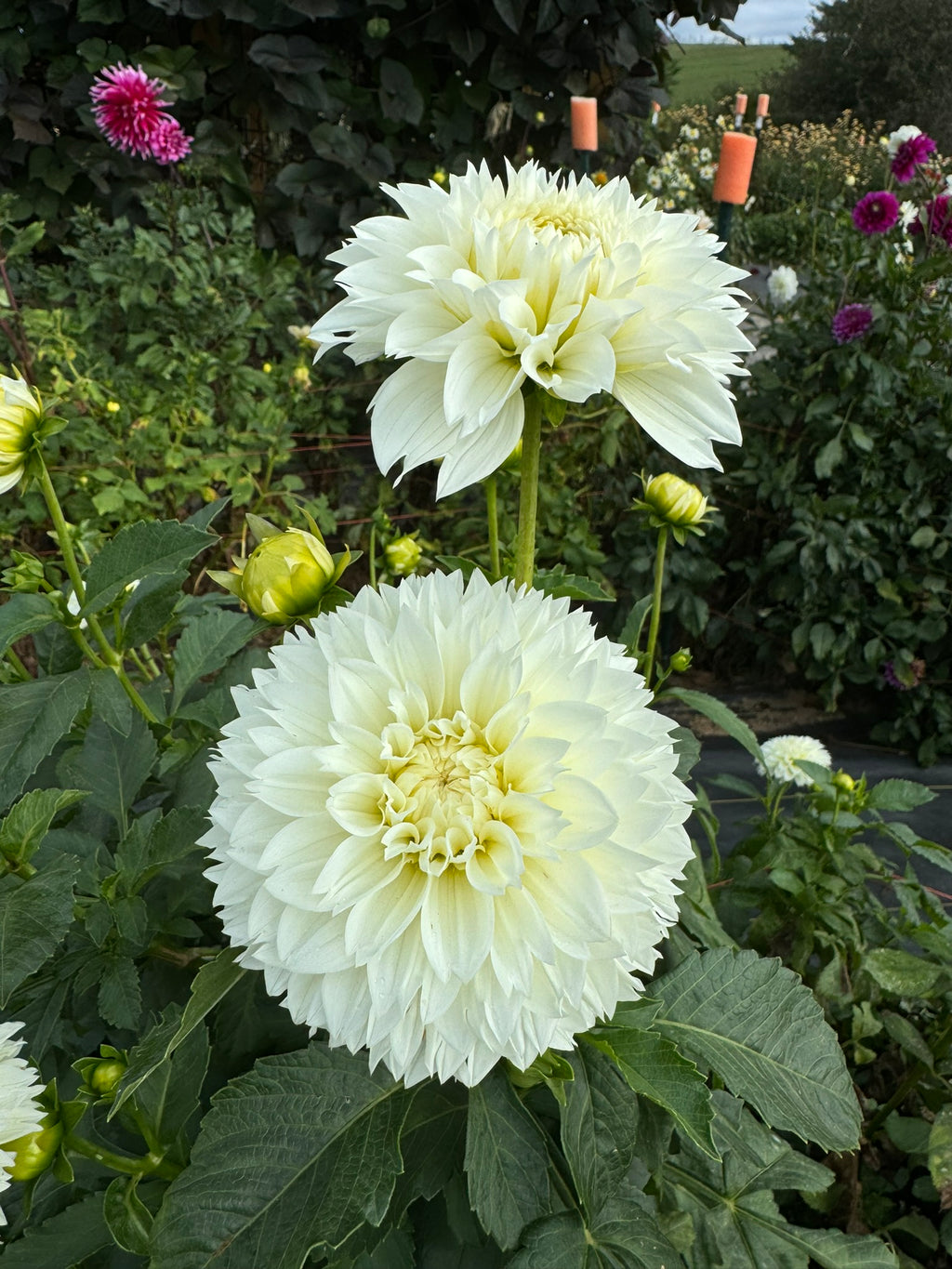 Gitts Attention- Single Dahlia Tuber
