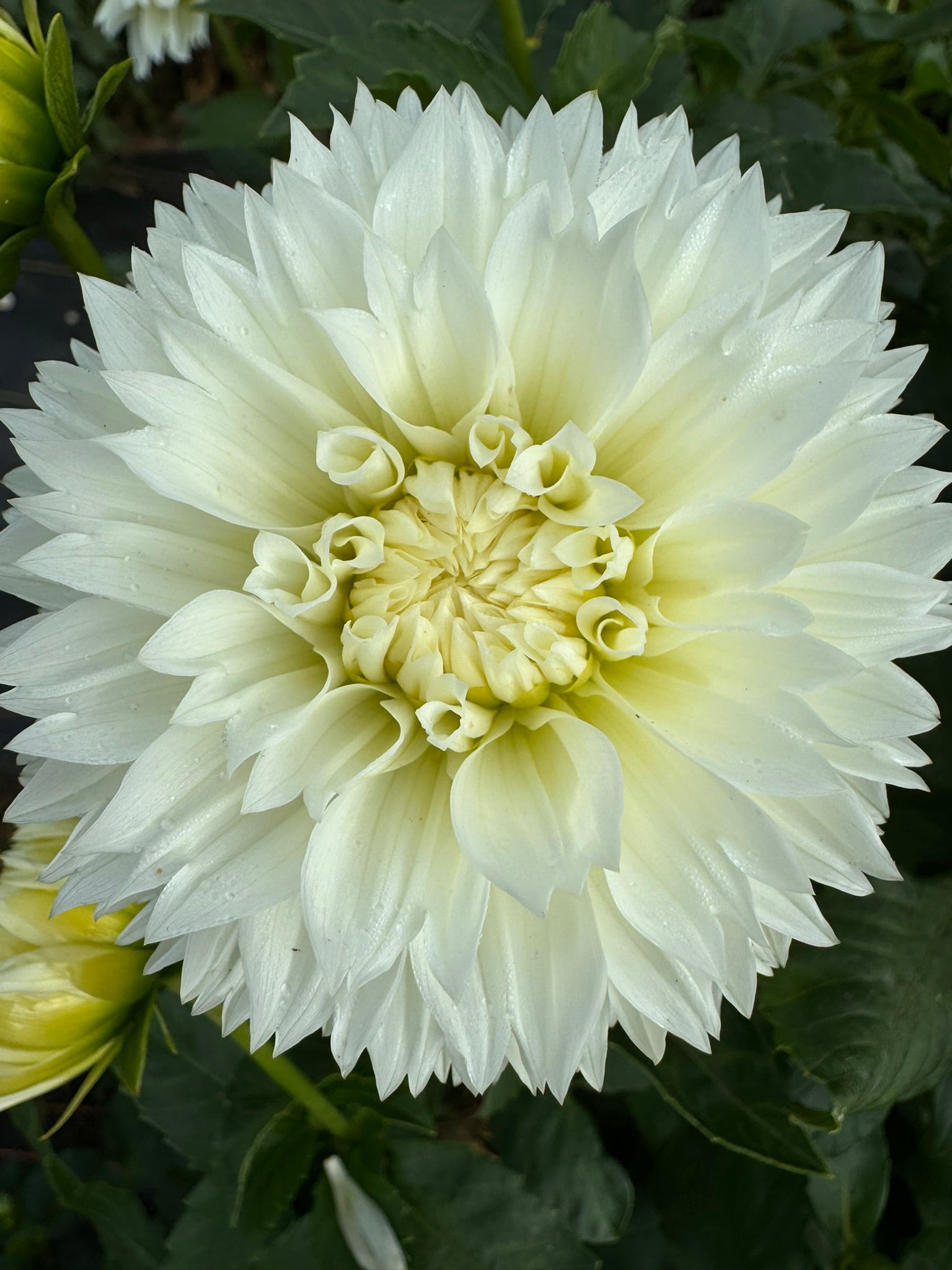 Gitts Attention- Single Dahlia Tuber