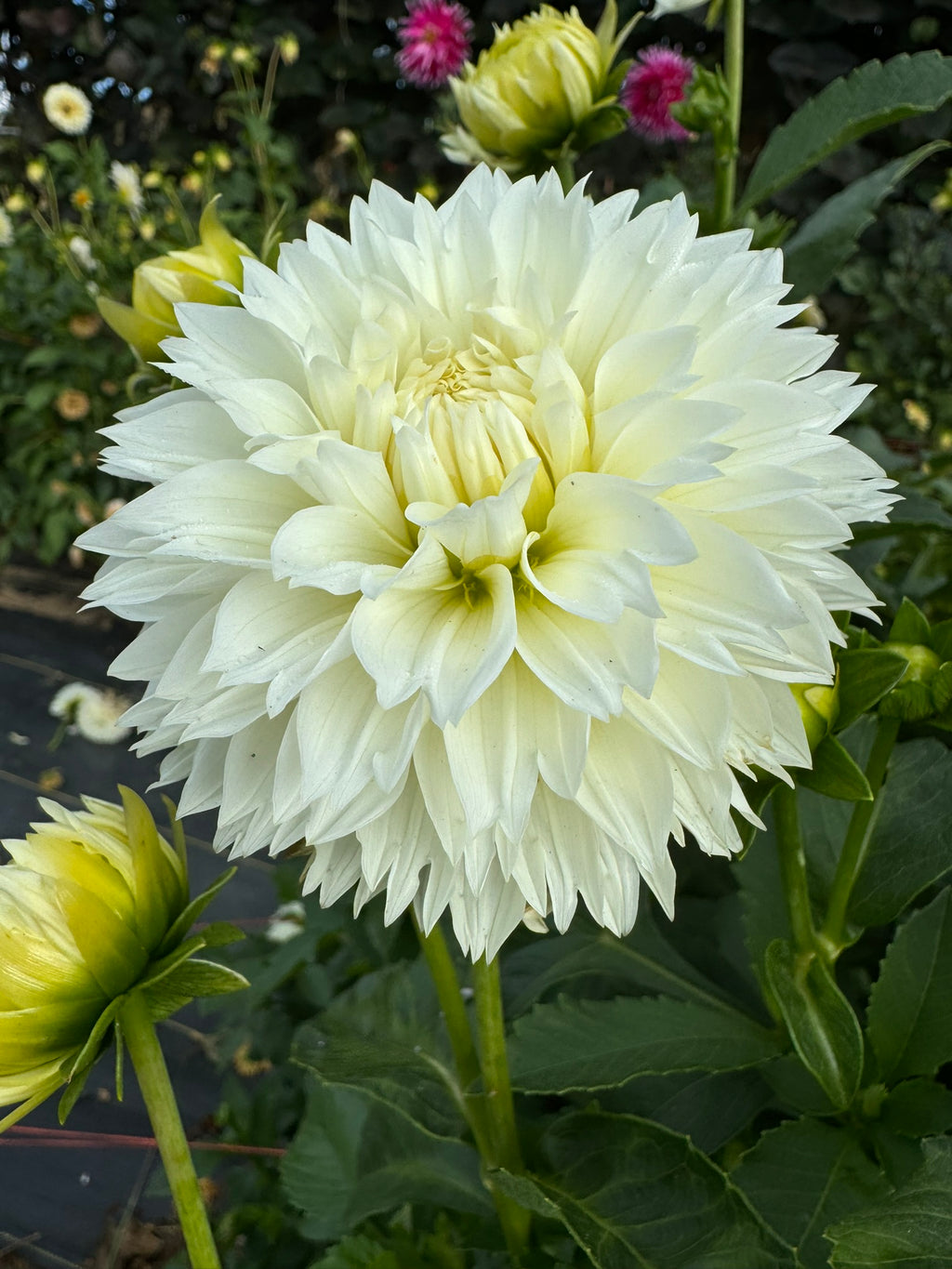 Gitts Attention- Single Dahlia Tuber