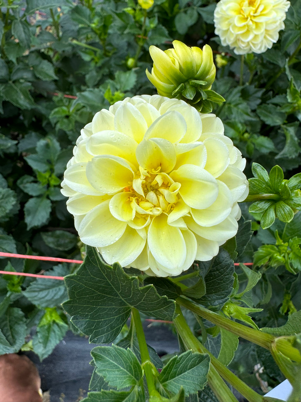 Nettie- Single Dahlia Tuber