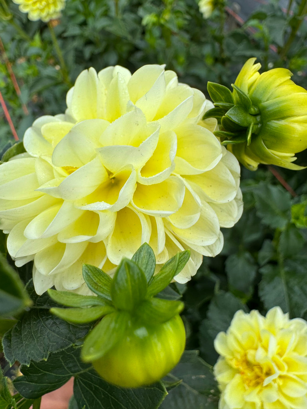 Nettie- Single Dahlia Tuber