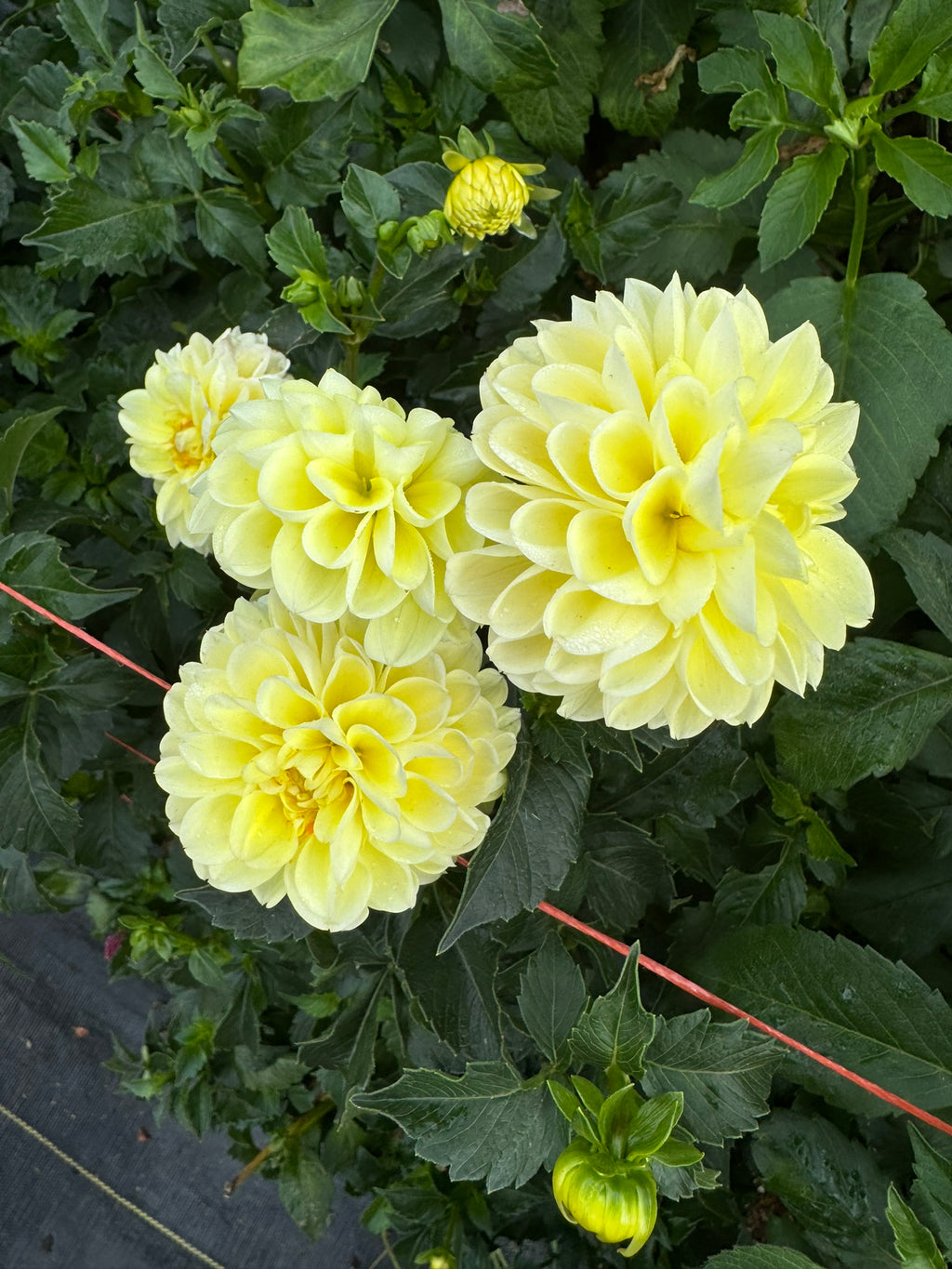 Nettie- Single Dahlia Tuber