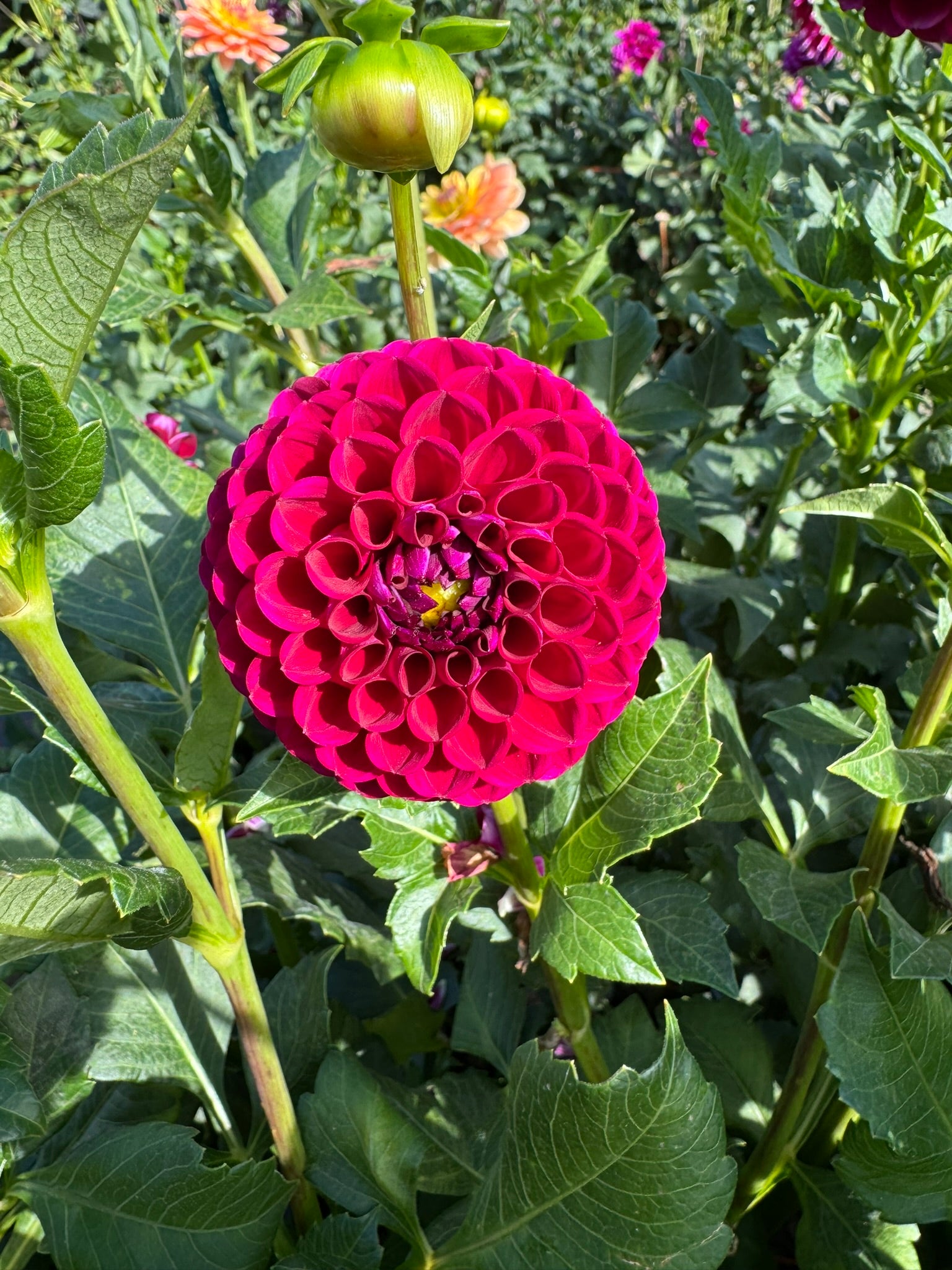 Ivanetti- Single Dahlia Tuber