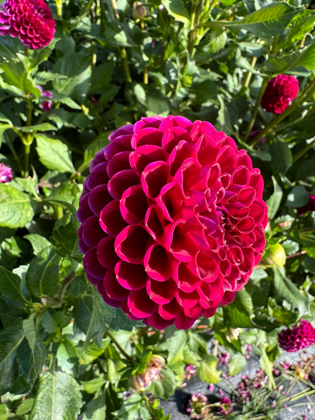 Ivanetti- Single Dahlia Tuber