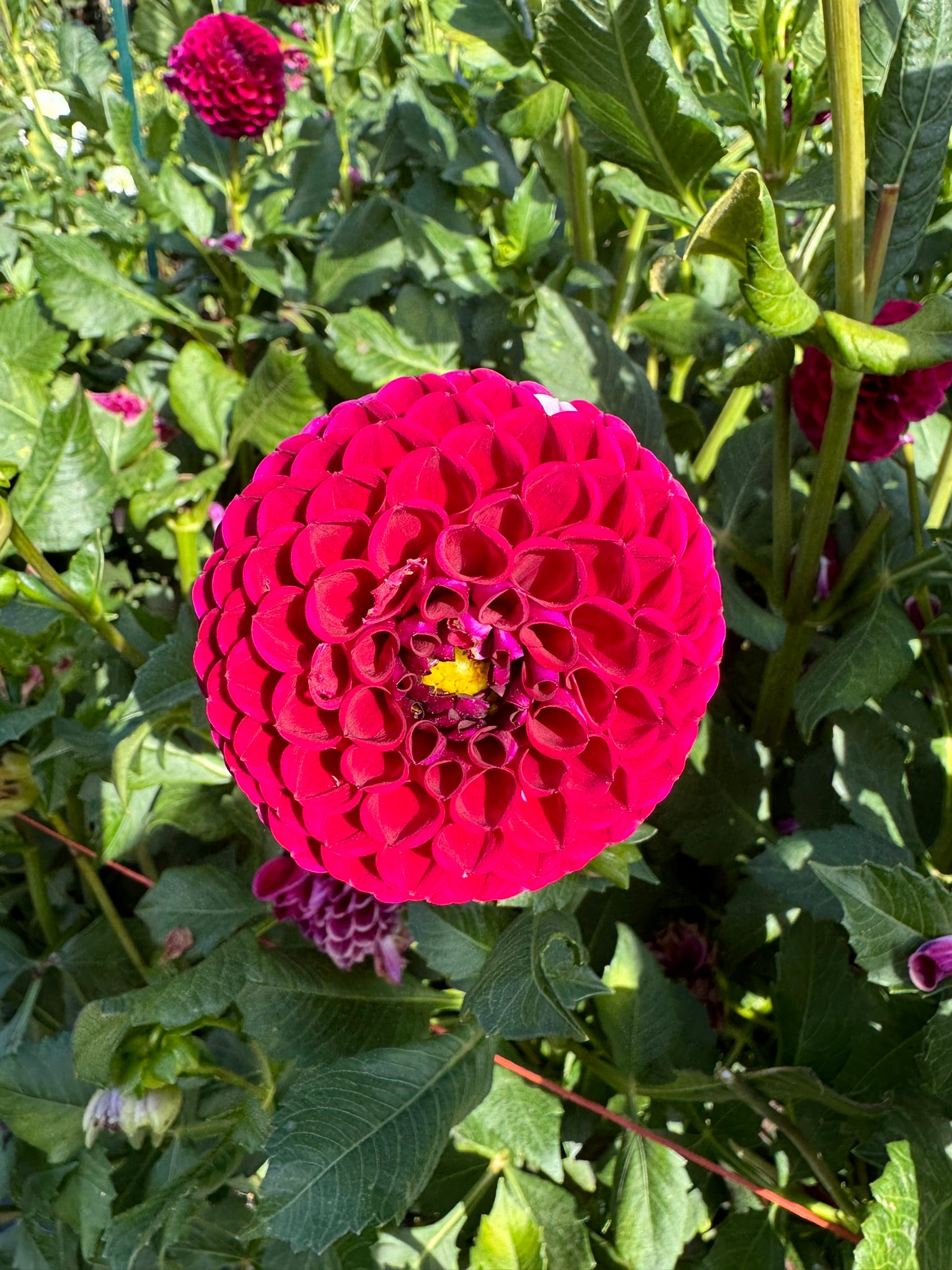 Ivanetti- Single Dahlia Tuber