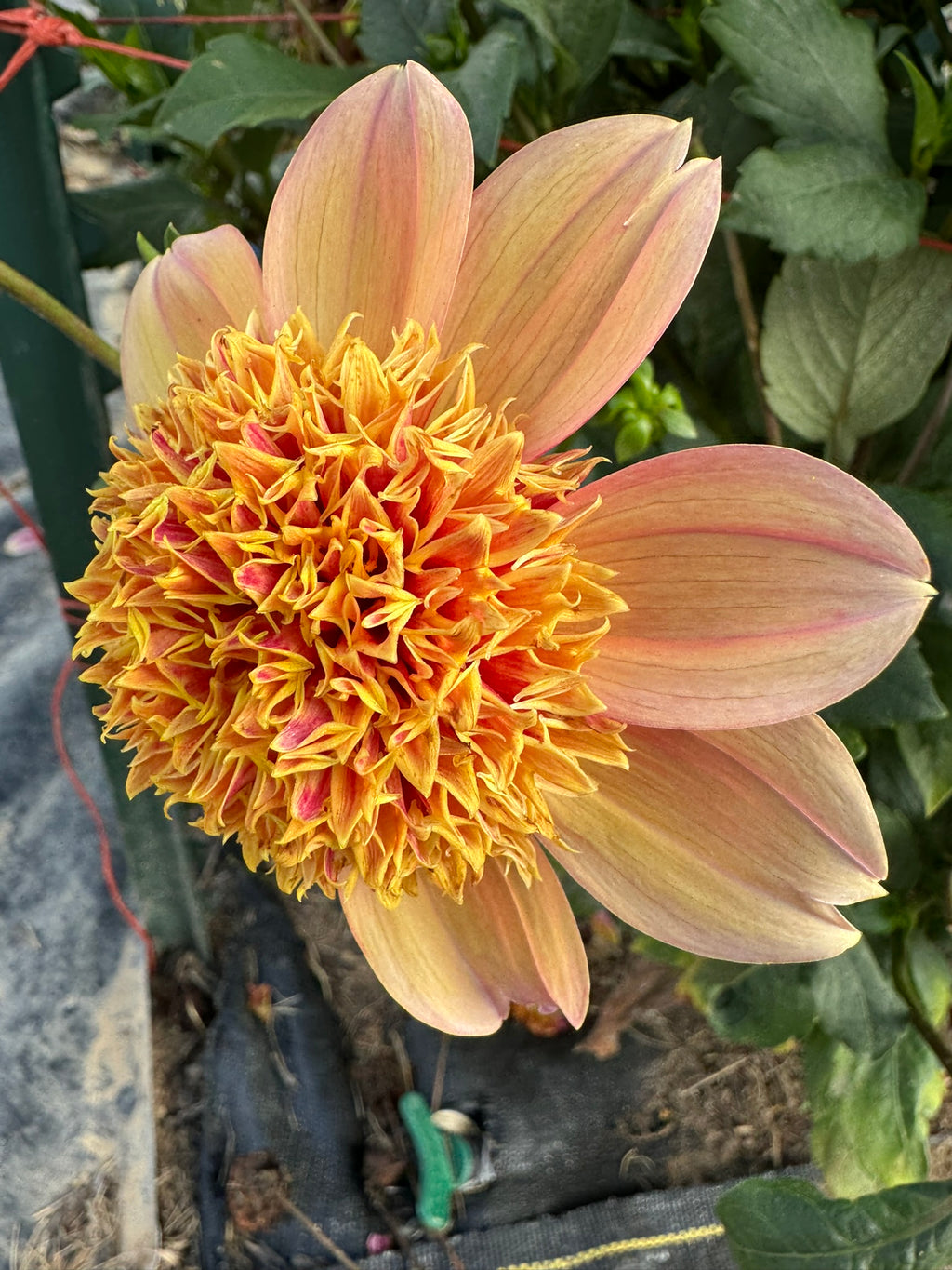 Sandia Brocade- Single Dahlia Tuber