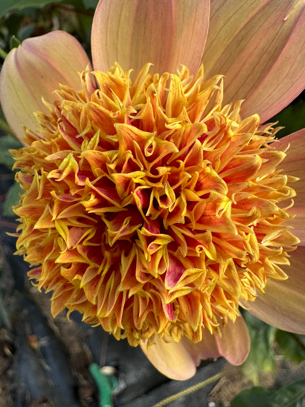 Sandia Brocade- Single Dahlia Tuber