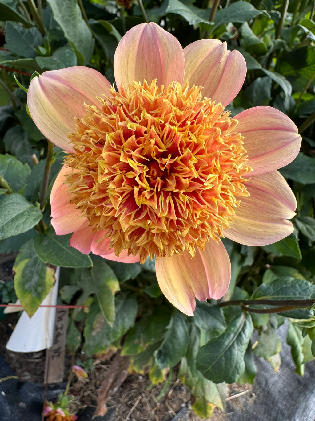 Sandia Brocade- Single Dahlia Tuber