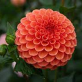 Valley Rust Bucket- Single Dahlia Tuber