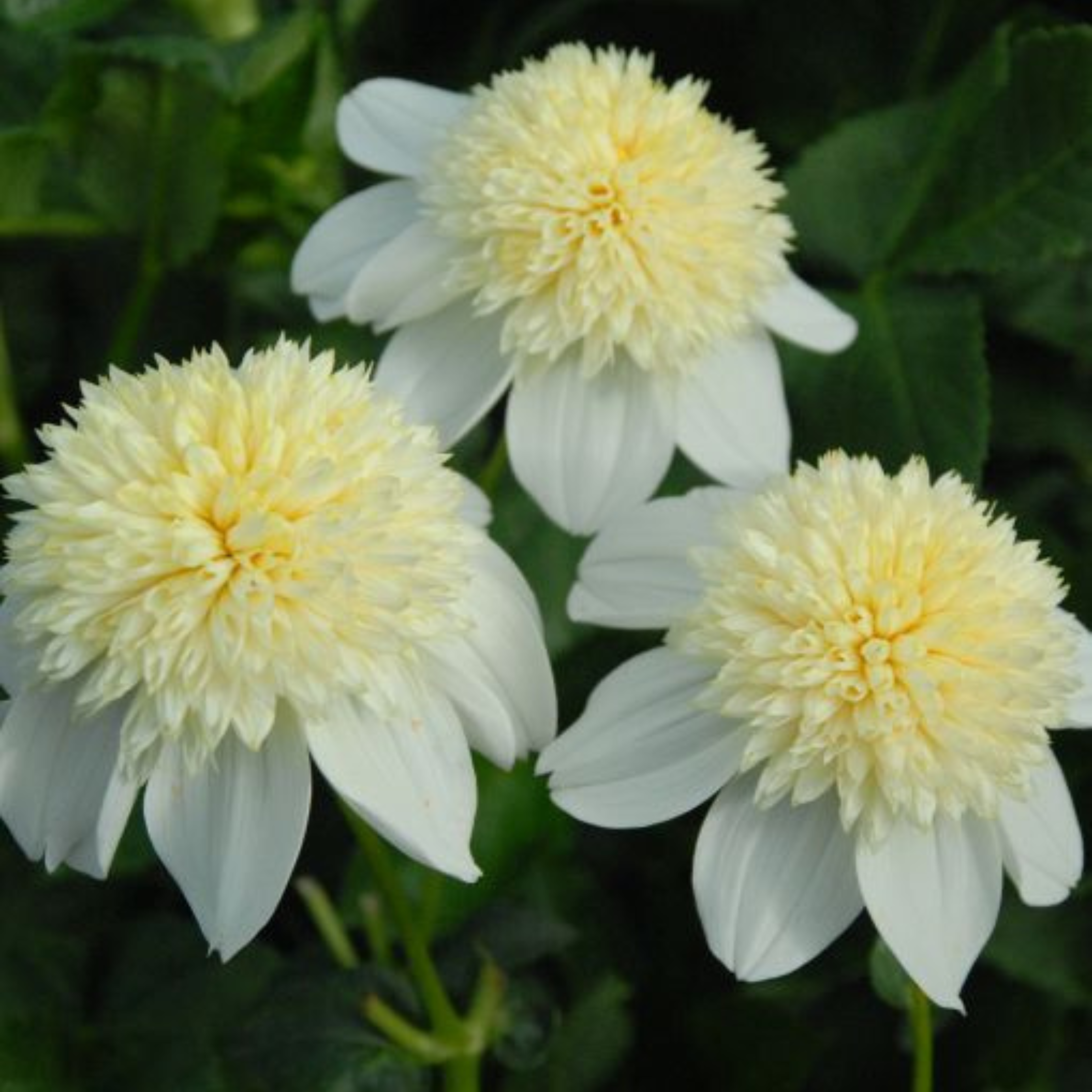 Platinum Blonde- Single Dahlia Tuber