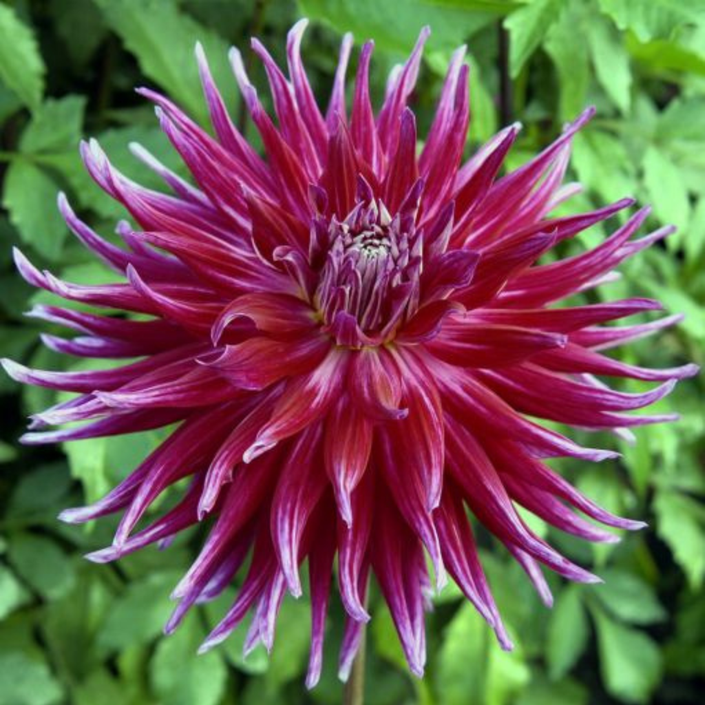 Grand Finale- Single Dahlia Tuber