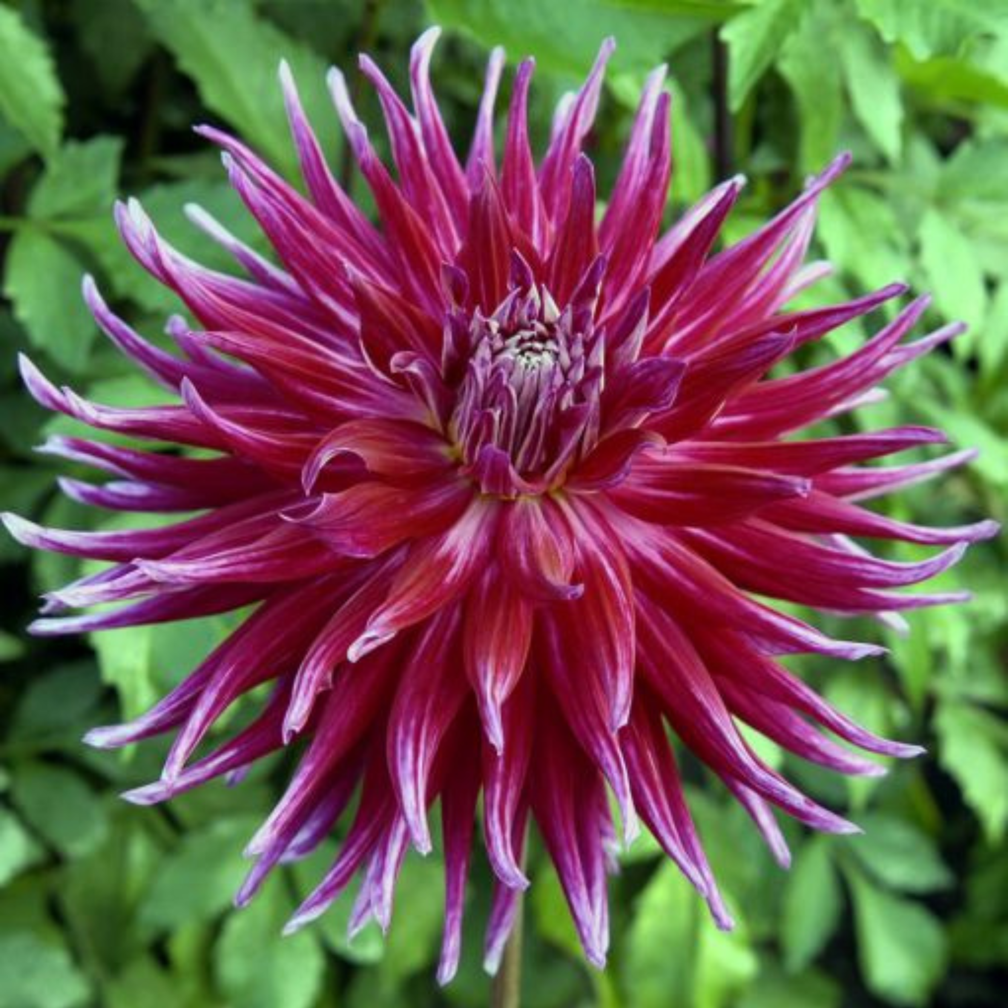 Grand Finale- Single Dahlia Tuber