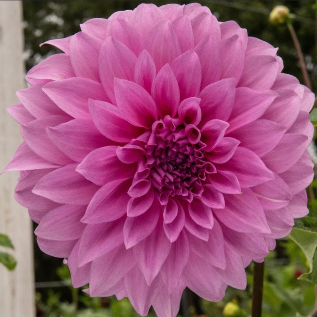 Vassios Meggos- Single Dahlia Tuber