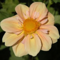 Apple Blossom- Single Dahlia Tuber