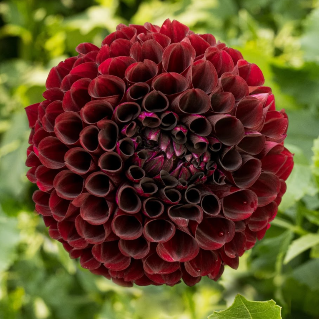Paul Smith- Single Dahlia Tuber