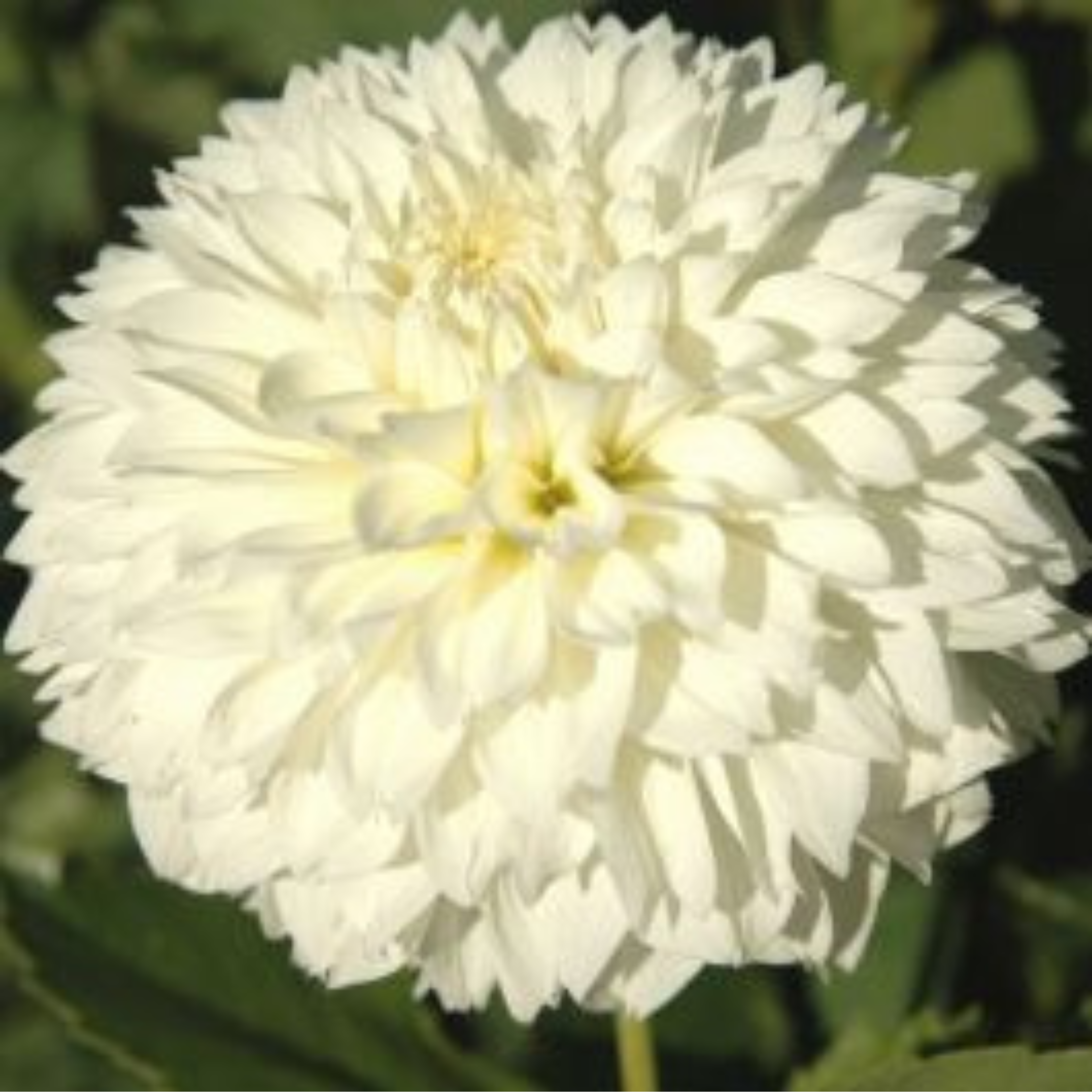 Gitts Attention- Single Dahlia Tuber