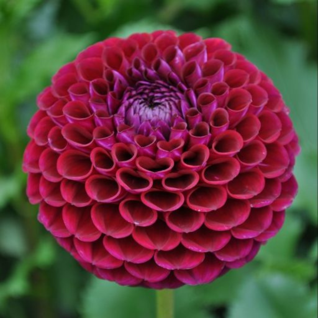 Ivanetti- Single Dahlia Tuber