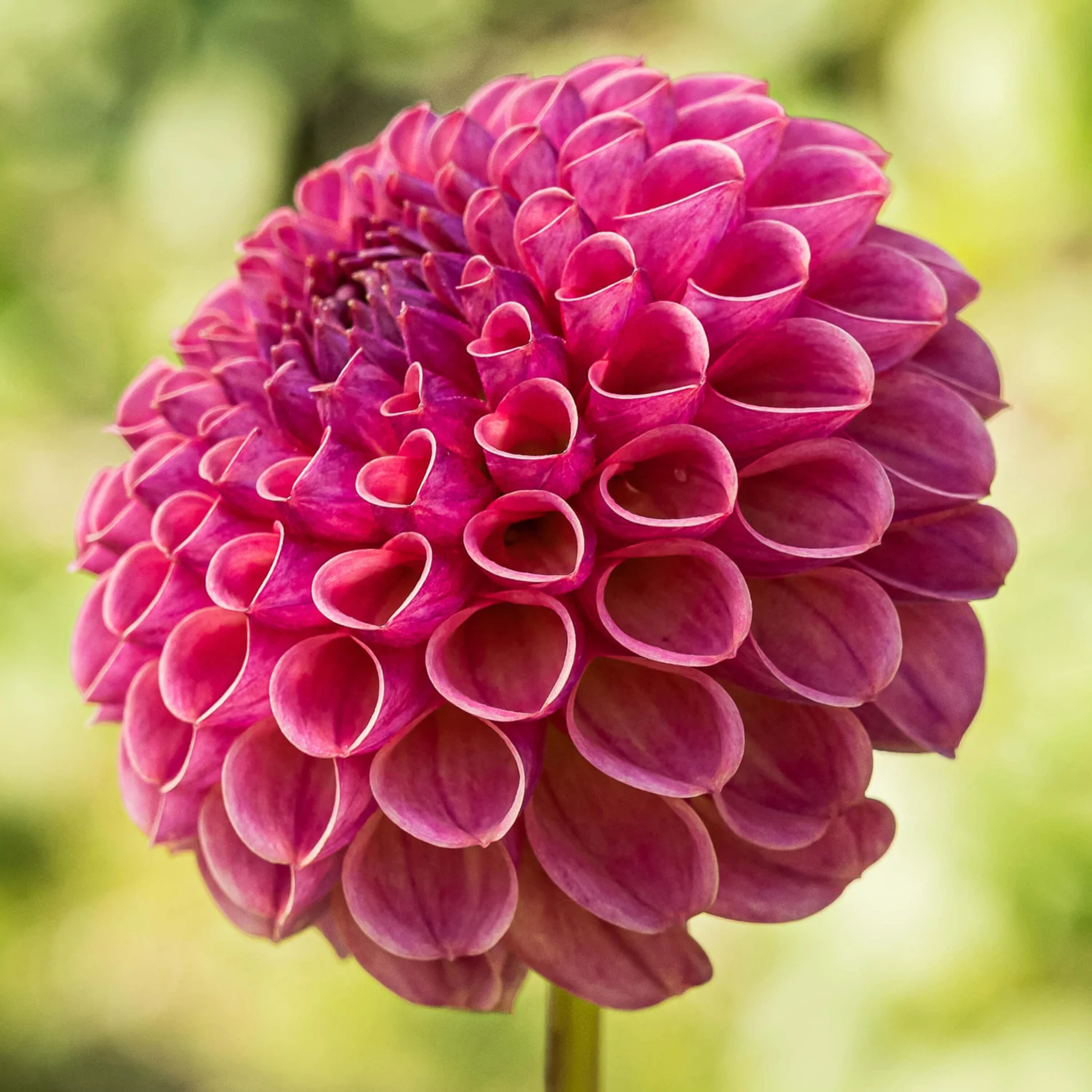 Caitlyn Joy- Single Dahlia Tuber